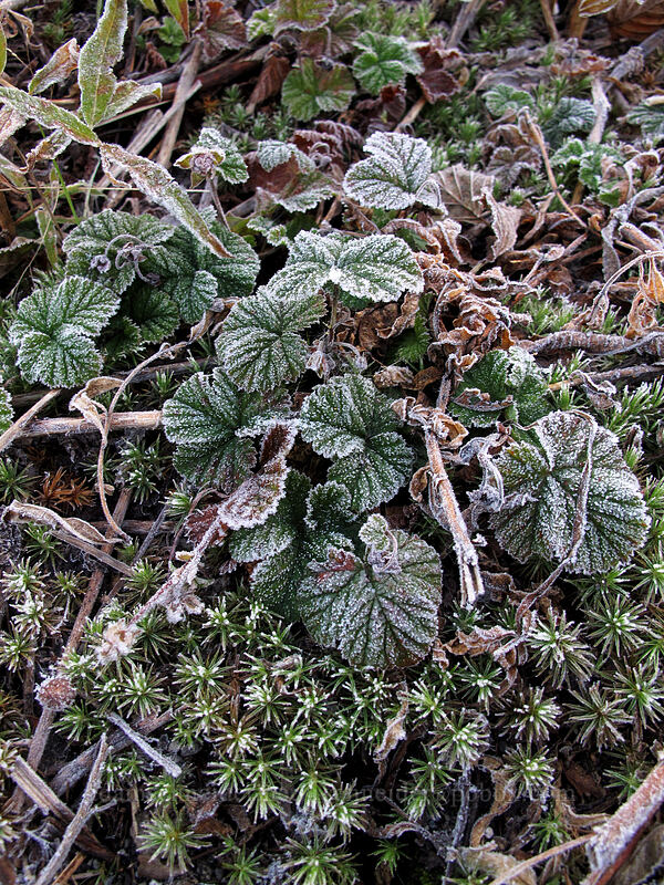 frosty bramble leaves (Rubus lasiococcus) [Norway Pass Trailhead, Gifford Pinchot National Forest, Skamania County, Washington]