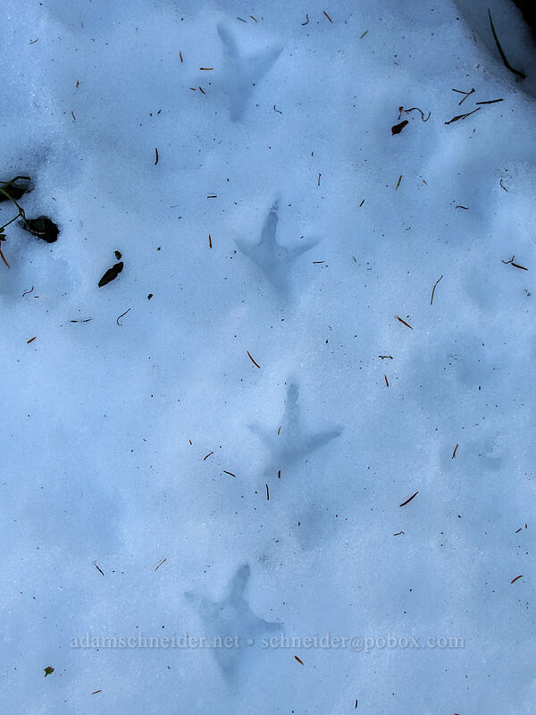 grouse or ptarmigan tracks [Mt. Teragram, Mt. St. Helens National Volcanic Monument, Skamania County, Washington]