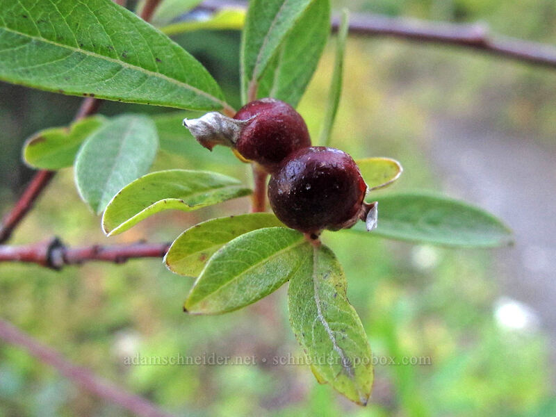 galls on willow leaves (Salix sp.) [Boundary Trail, Gifford Pinchot National Forest, Skamania County, Washington]