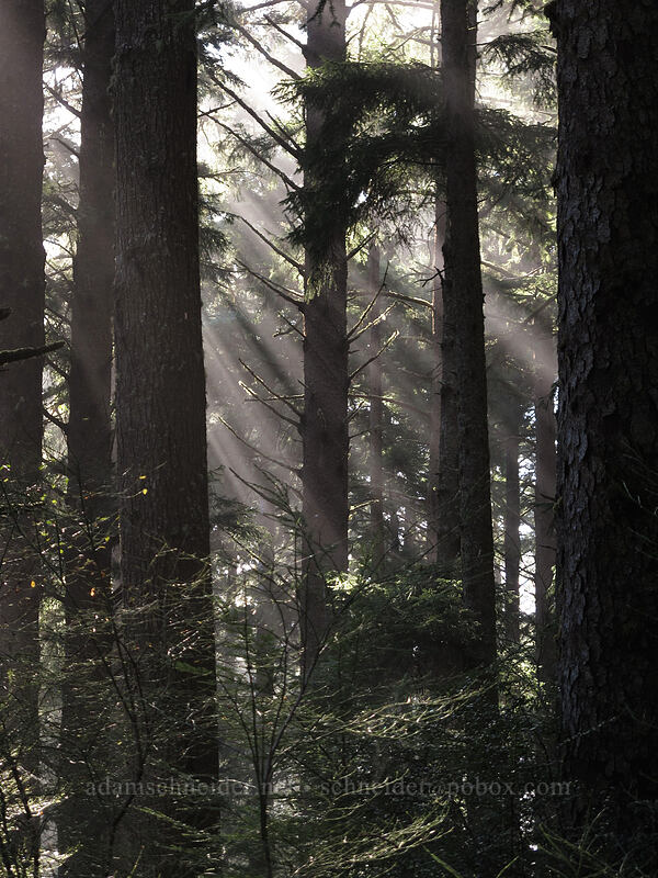 sunlight through misty spruce forest (Picea sitchensis) [Cape Falcon Trail, Oswald West State Park, Tillamook County, Oregon]