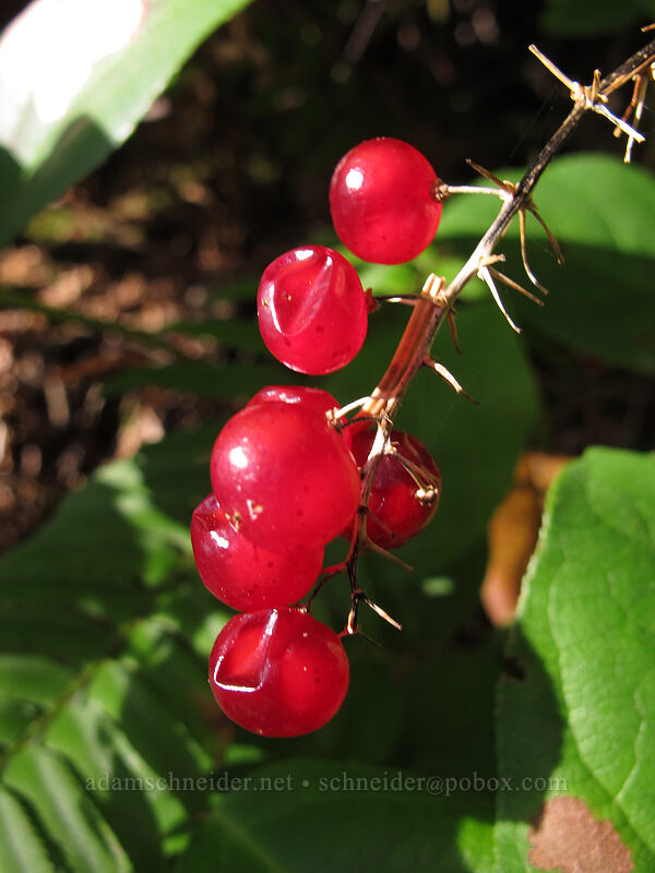false solomon's-seal berries (Maianthemum racemosum (Smilacina racemosa)) [Cape Falcon, Oswald West State Park, Tillamook County, Oregon]