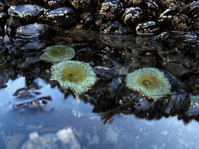 mussels & anemones (Mytilus trossulus (Mytilus edulis), Anthopleura xanthogrammica) [Cape Falcon, Oswald West State Park, Tillamook County, Oregon]