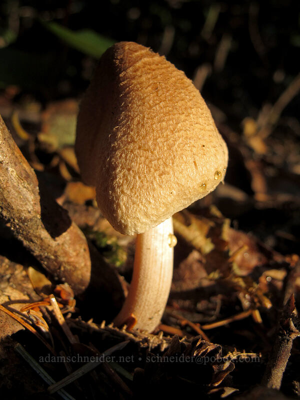mushroom [Short Sands Beach Trail, Oswald West State Park, Tillamook County, Oregon]