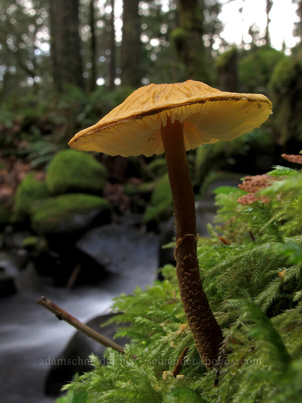 mushroom [Dry Creek Falls Trail, Columbia River Gorge, Hood River County, Oregon]