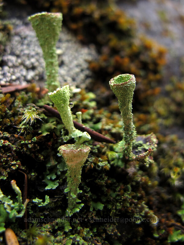 cup lichen  (Cladonia sp.) [Ramona Falls Trail, Mt. Hood Wilderness, Clackamas County, Oregon]