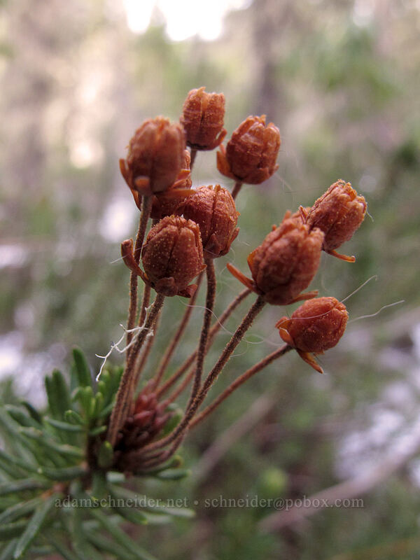 pink mountain heather seeds (Phyllodoce empetriformis) [Timberline Trail, Mt. Hood Wilderness, Clackamas County, Oregon]