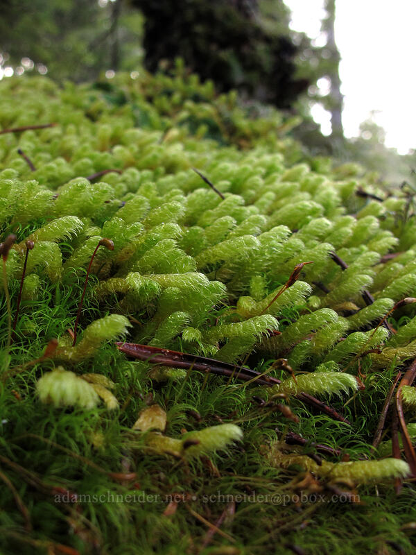 moss [Pacific Crest Trail, Mt. Hood National Forest, Clackamas County, Oregon]