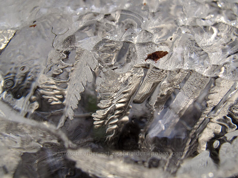 ice feathers [Sandy River Trail, Mt. Hood National Forest, Clackamas County, Oregon]