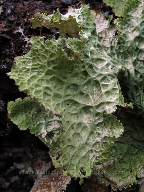 lungwort lichen (Lobaria pulmonaria) [Sandy River Trail, Mt. Hood National Forest, Clackamas County, Oregon]