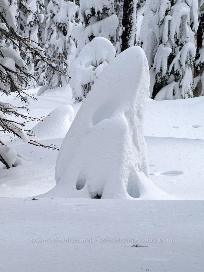 snow shark? [Boy Scout Ridge, Mt. Hood National Forest, Hood River County, Oregon]