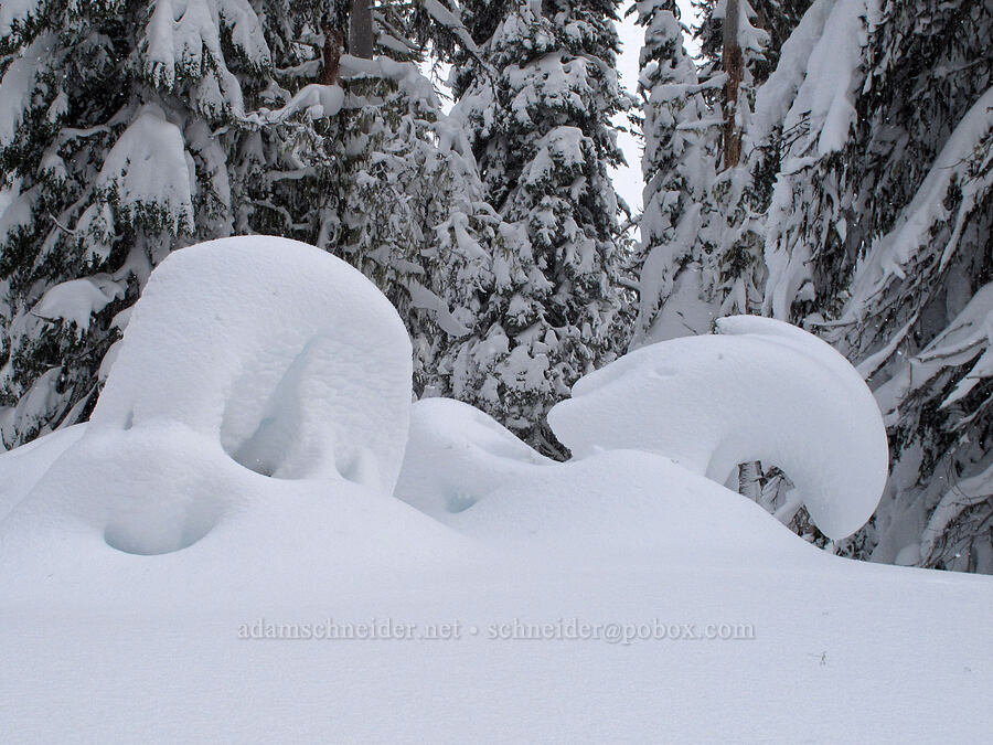 more leaping snowy creatures [Boy Scout Ridge, Mt. Hood National Forest, Hood River County, Oregon]