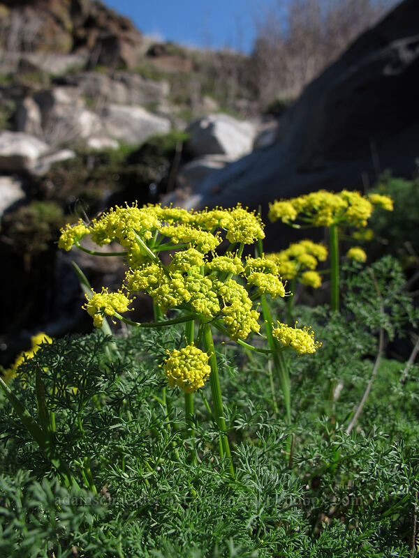 pungent desert parsley (Lomatium papilioniferum (Lomatium grayi)) [Ferry Springs, Deschutes River State Recreation Area, Sherman County, Oregon]