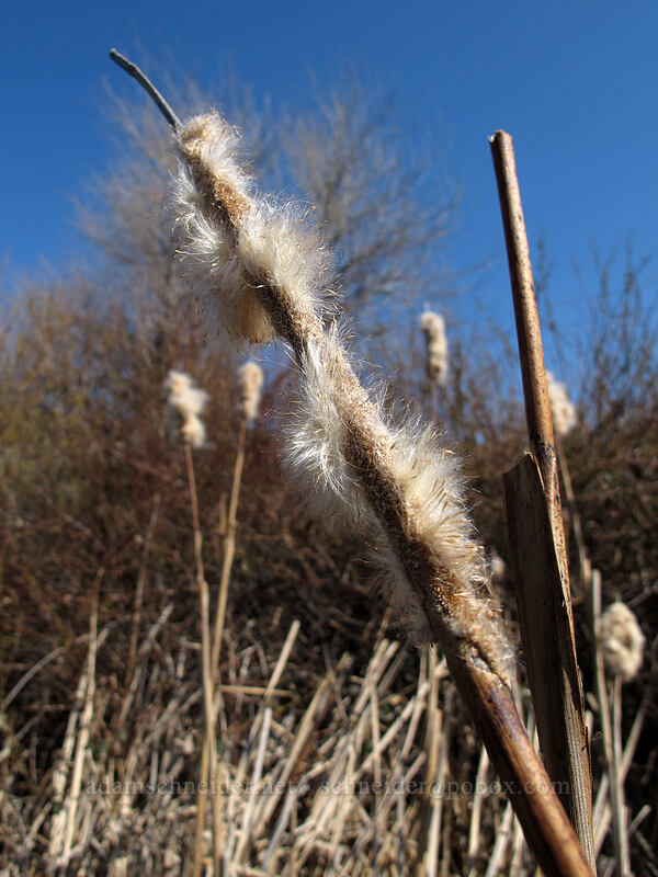 cat-tails (Typha latifolia) [Ferry Springs, Deschutes River State Recreation Area, Sherman County, Oregon]