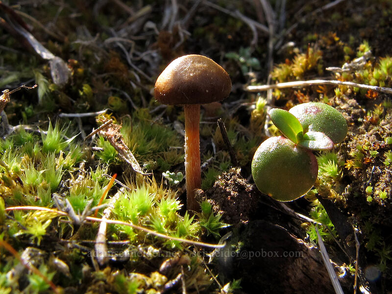 teeny tiny mushroom [Ferry Springs Trail, Deschutes River State Recreation Area, Sherman County, Oregon]