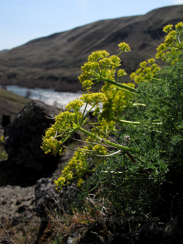 pungent desert parsley (Lomatium papilioniferum (Lomatium grayi)) [Riverview Trail, Deschutes River State Recreation Area, Sherman County, Oregon]