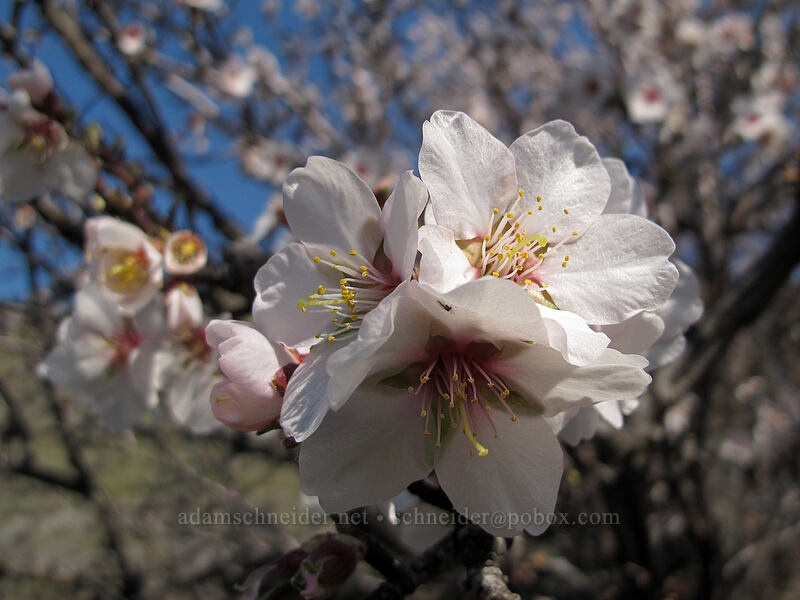 feral almond blossoms (Prunus amygdalus) [Blackberry Trail, Deschutes River State Recreation Area, Sherman County, Oregon]
