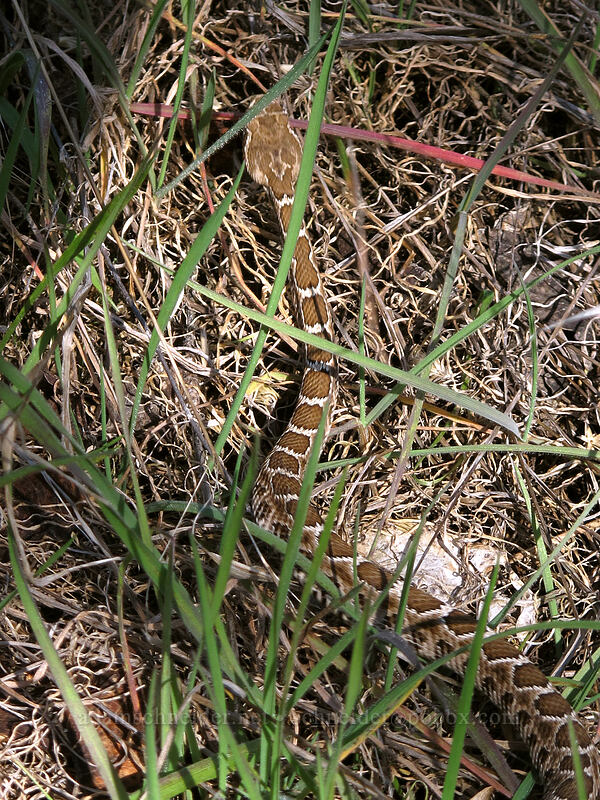 Northern Pacific rattlesnake (Crotalus oreganus oreganus) [Blackberry Trail, Deschutes River State Recreation Area, Sherman County, Oregon]