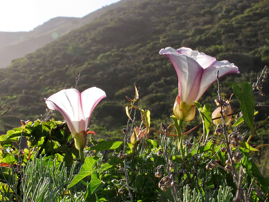 coast morning-glories (Calystegia macrostegia ssp. cyclostegia) [Soberanes Canyon Trail, Garrapata State Park, Monterey County, California]