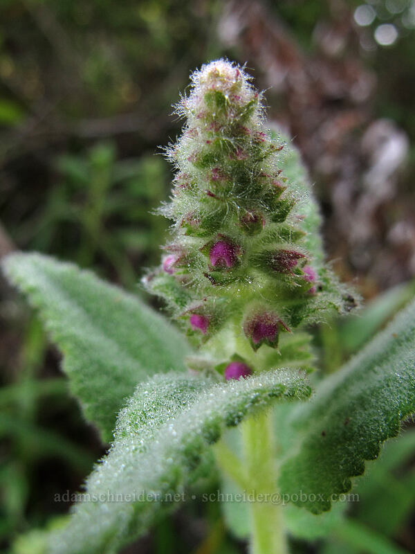 hedge-nettle (Stachys sp.) [Soberanes Canyon Trail, Garrapata State Park, Monterey County, California]