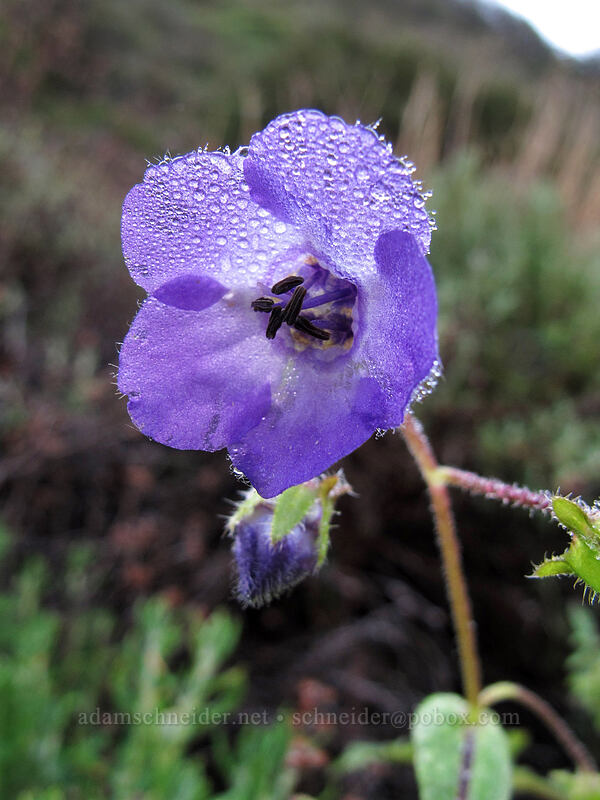 blue fiesta flower (Pholistoma auritum) [Soberanes Canyon Trail, Garrapata State Park, Monterey County, California]