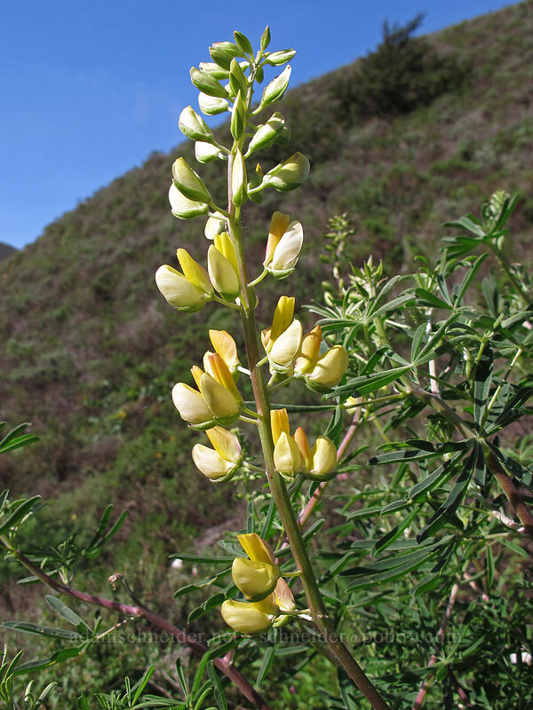 yellow bush lupine (Lupinus arboreus) [Soberanes Canyon Trail, Garrapata State Park, Monterey County, California]