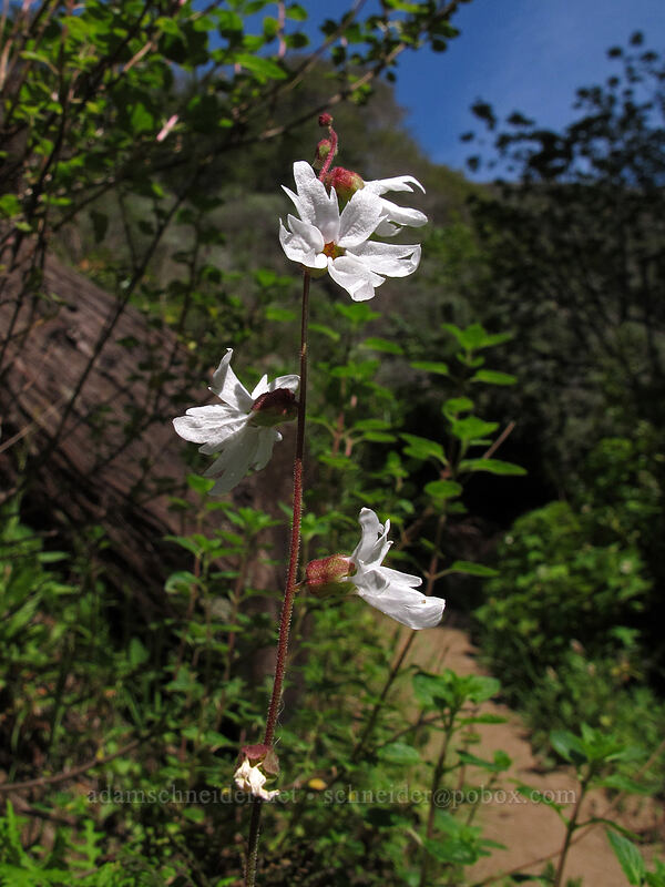 woodland star (Lithophragma heterophyllum) [Soberanes Canyon Trail, Garrapata State Park, Monterey County, California]