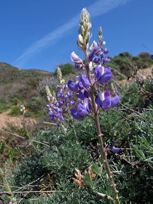silver bush lupine (Lupinus albifrons) [Rocky Ridge Trail, Garrapata State Park, Monterey County, California]