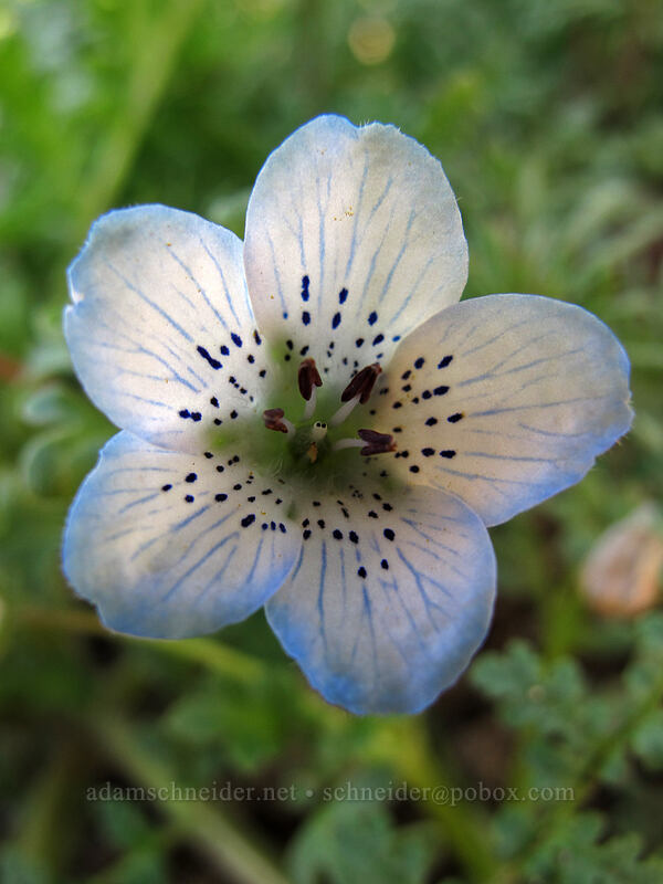 baby blue eyes (Nemophila menziesii var. menziesii) [Rocky Ridge Trail, Garrapata State Park, Monterey County, California]