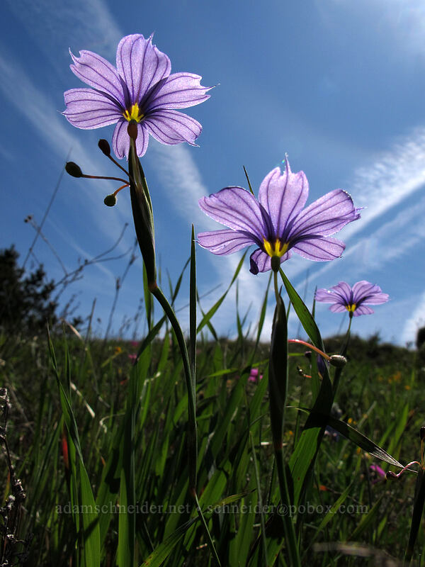 western blue-eyed grass (Sisyrinchium bellum) [Rocky Ridge Trail, Garrapata State Park, Monterey County, California]