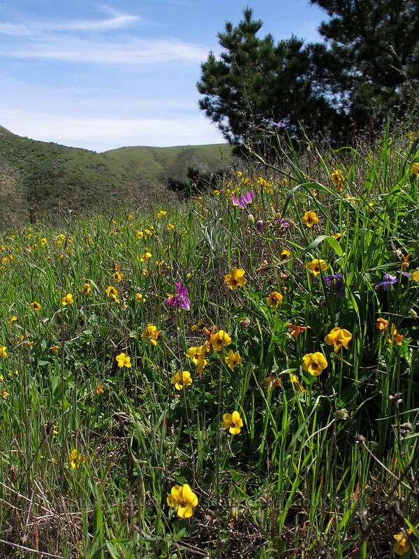 wildflowers (Viola pedunculata, Dodecatheon clevelandii (Primula clevelandii), Sisyrinchium bellum) [Rocky Ridge Trail, Garrapata State Park, Monterey County, California]