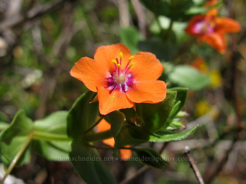 scarlet pimpernel (Anagallis arvensis) [Rocky Ridge Trail, Garrapata State Park, Monterey County, California]