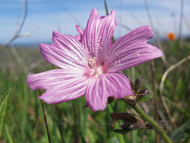 dwarf checkerbloom (Sidalcea malviflora) [Peak Trail, Garrapata State Park, Monterey County, California]