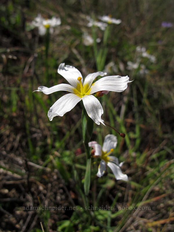 western blue-eyed grass, white form (Sisyrinchium bellum) [Peak Trail, Garrapata State Park, Monterey County, California]