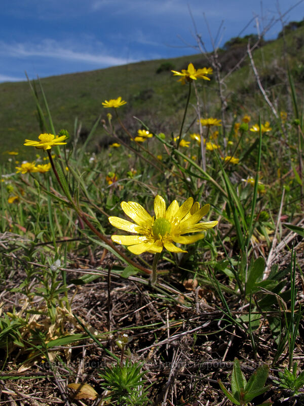 California buttercup (Ranunculus californicus) [Doud Peak, Garrapata State Park, Monterey County, California]