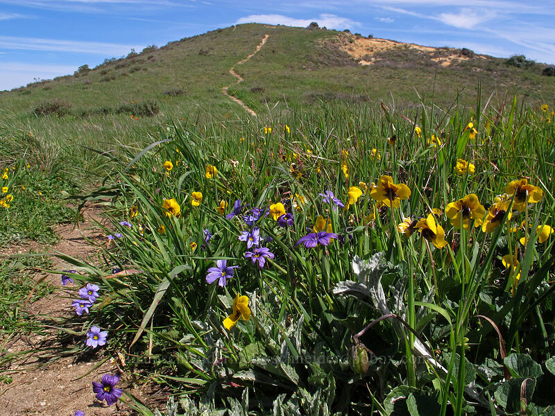 blue-eyed grass & California violets (and Doud Peak) (Sisyrinchium bellum, Viola pedunculata) [Peak Trail, Garrapata State Park, Monterey County, California]