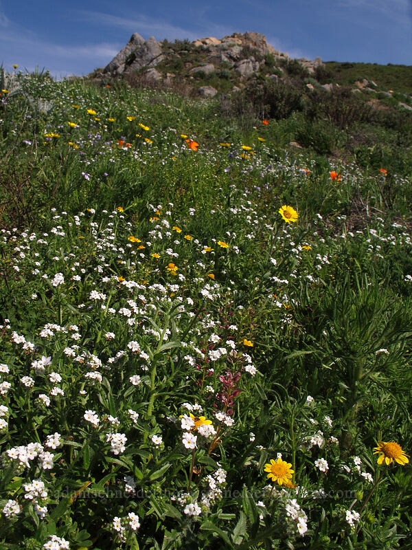 popcorn flowers [Rocky Ridge Trail, Garrapata State Park, Monterey County, California]
