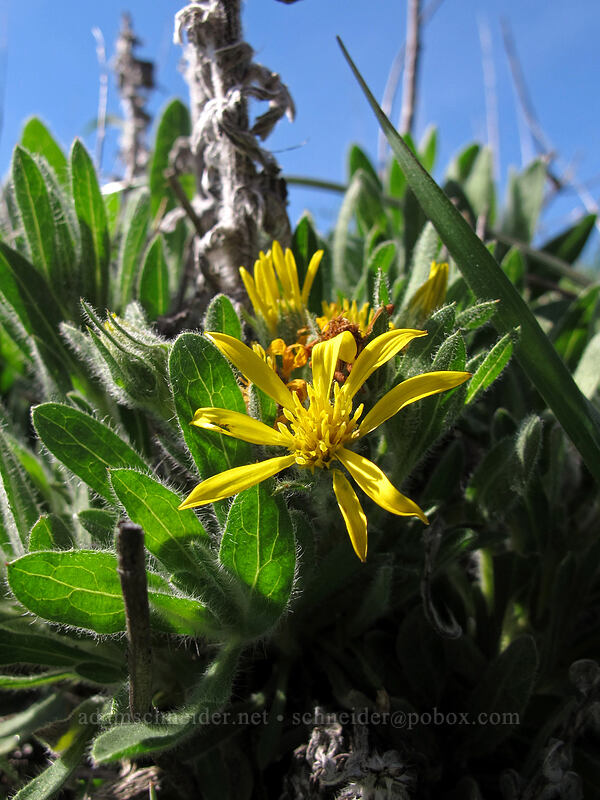 sessile-flower golden aster (Heterotheca sessiliflora ssp. echioides) [Rocky Ridge Trail, Garrapata State Park, Monterey County, California]