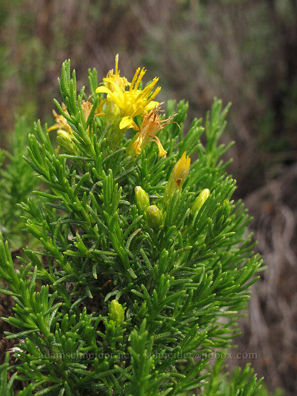 California goldenbush (Ericameria ericoides) [Rocky Ridge Trail, Garrapata State Park, Monterey County, California]
