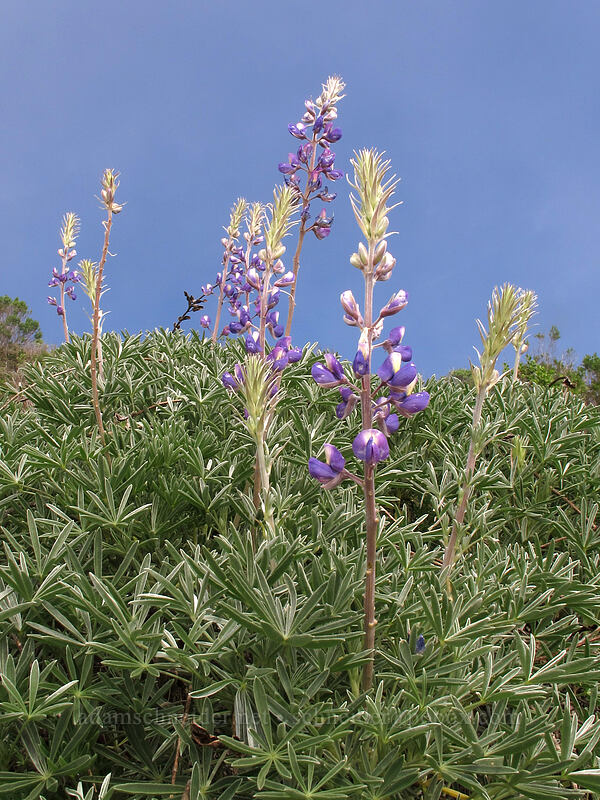 lupines in foggy sunlight (Lupinus albifrons) [Rocky Ridge Trail, Garrapata State Park, Monterey County, California]