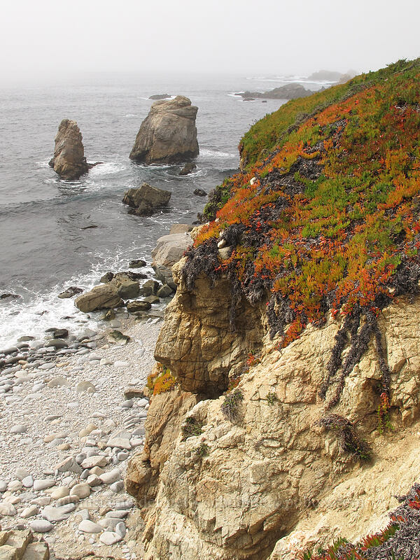 sea stacks & ice plant (Carpobrotus sp.) [Soberanes Point, Garrapata State Park, Monterey County, California]