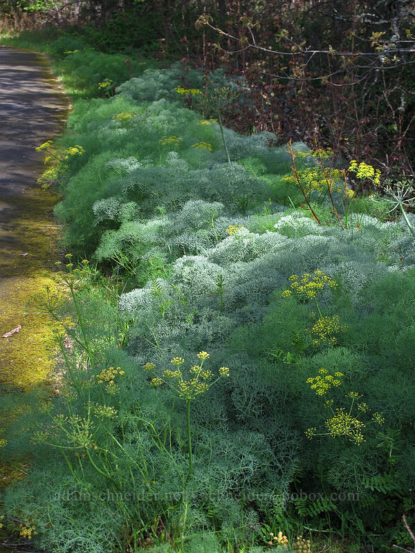 desert parsley foliage (Lomatium columbianum, Lomatium klickitatense (Lomatium grayi)) [Catherine Creek, Klickitat County, Washington]