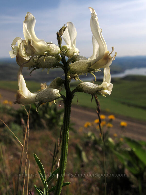 Yakima milk-vetch (Astragalus reventiformis) [Dalles Mountain Road, Columbia Hills State Park, Klickitat County, Washington]