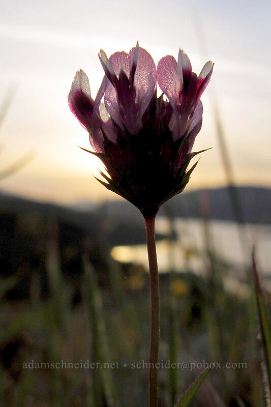 clover (Trifolium sp.) [Rowena Plateau Trail, Wasco County, Oregon]
