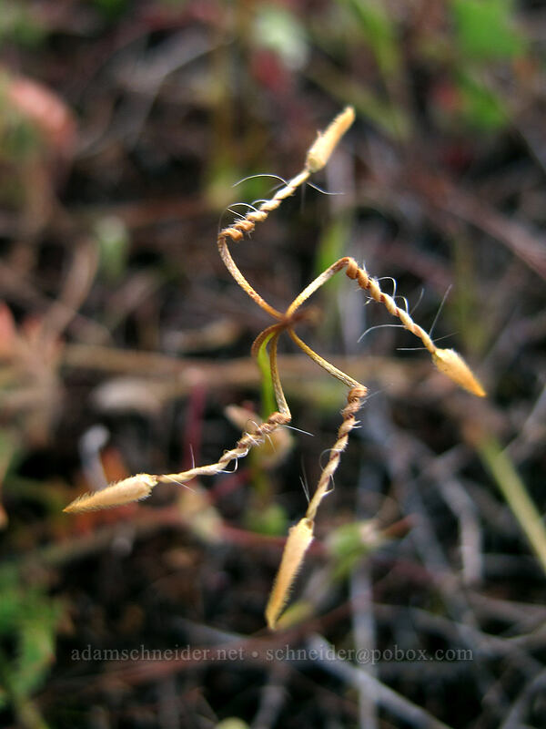 filaree seeds (Erodium cicutarium) [Rowena Plateau Trail, Wasco County, Oregon]