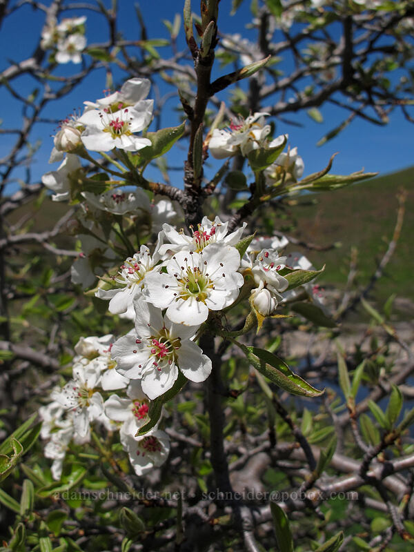 bitter cherry (Prunus emarginata) [Klickitat Trail, Klickitat County, Washington]