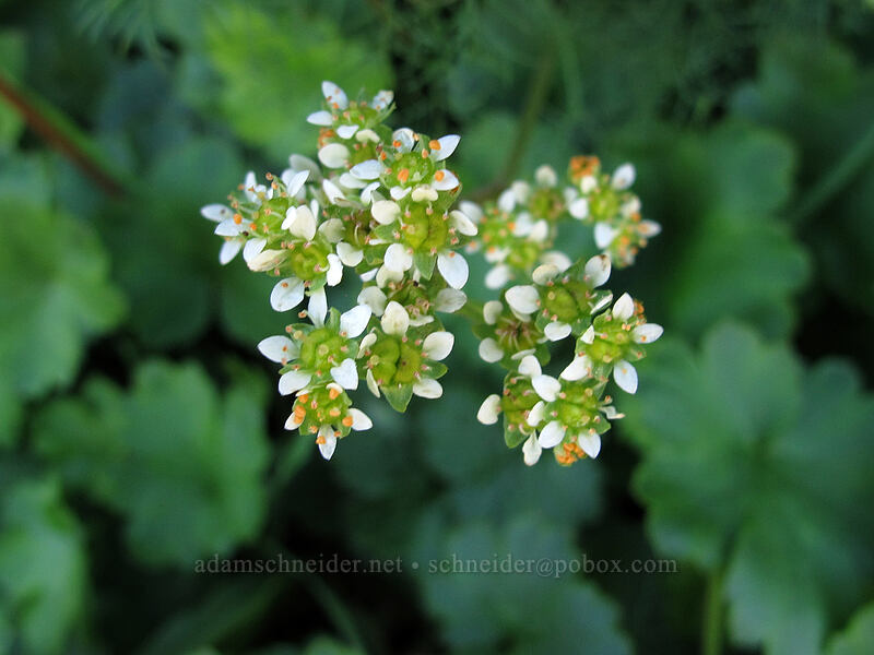 saxifrage (Micranthes sp. (Saxifraga sp.)) [Klickitat Trail, Klickitat County, Washington]