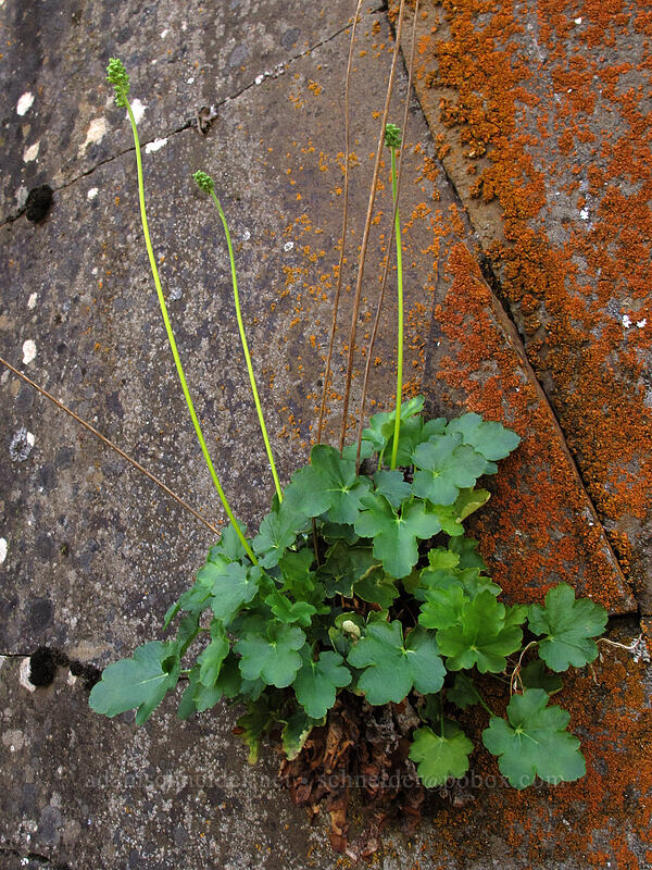 currant-leaved alumroot (Heuchera grossulariifolia var. tenuifolia) [Klickitat Trail, Klickitat County, Washington]