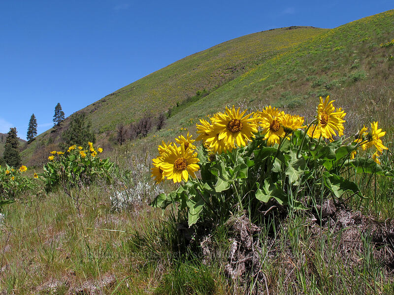 balsamroot (Balsamorhiza sp.) [Klickitat Trail, Klickitat County, Washington]