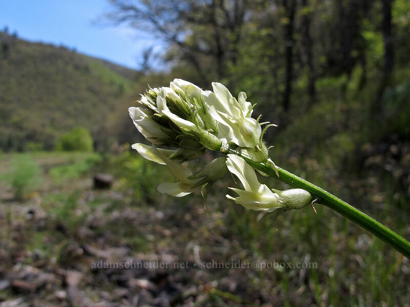 Yakima milk-vetch (Astragalus reventiformis) [Swale Canyon, Klickitat County, Washington]