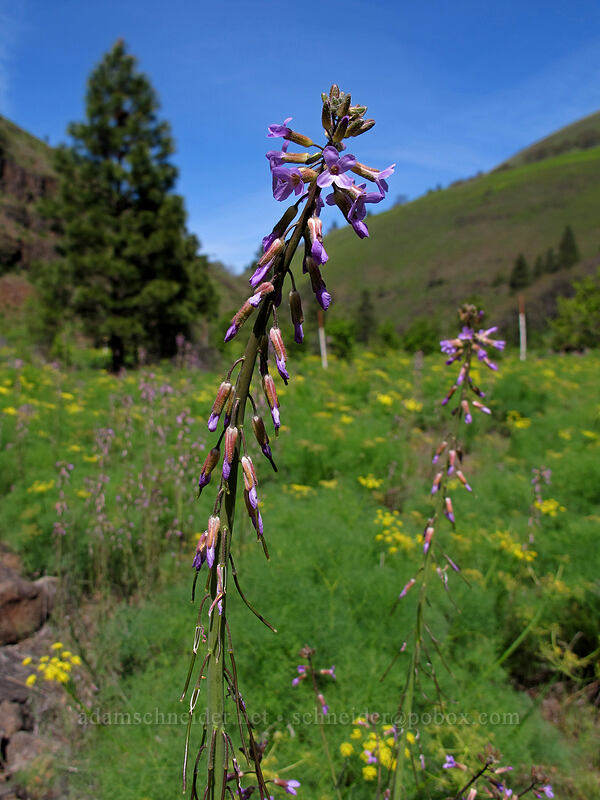 few-flowered rock-cress (Boechera pauciflora (Arabis sparsiflora var. subvillosa)) [Swale Canyon, Klickitat County, Washington]